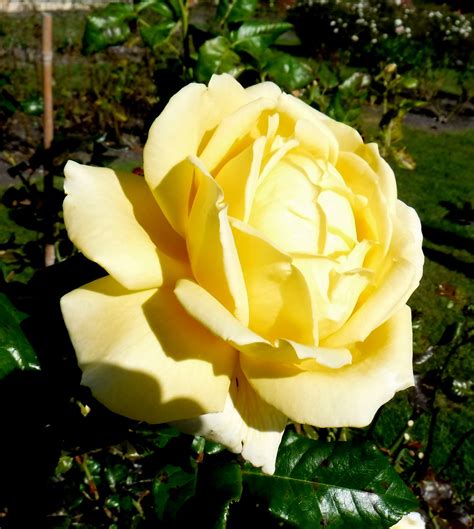 yesmovies yellow rose|Maureen's impact honoured with Yellow Rose nod .